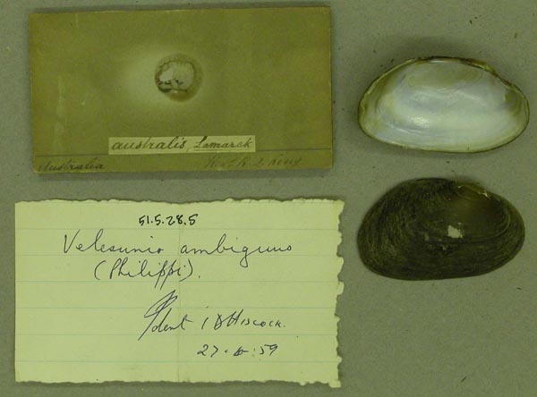 specimen