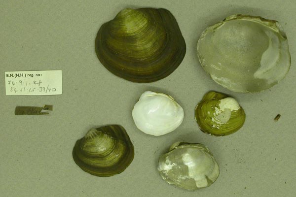 specimen
