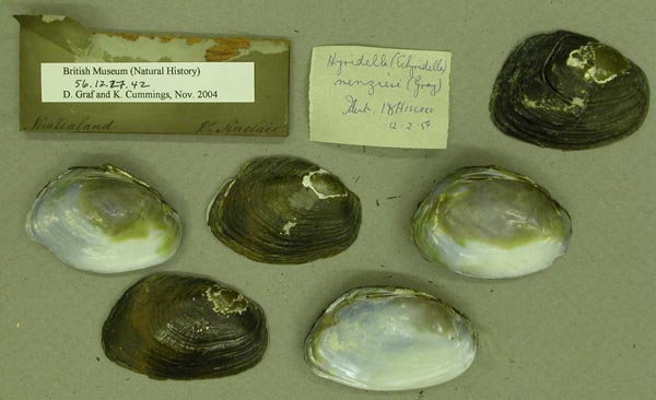 specimen