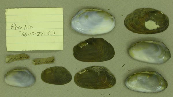 specimen