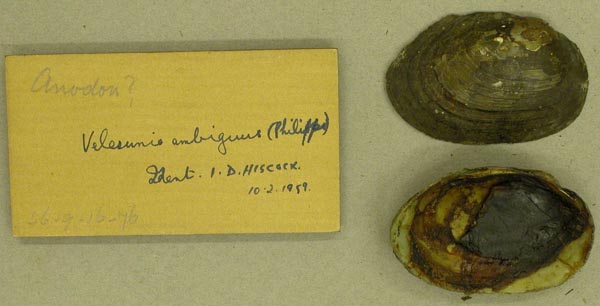 specimen