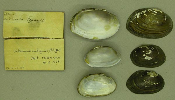 specimen