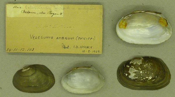 specimen