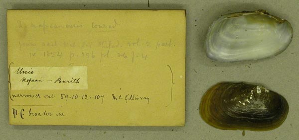 specimen