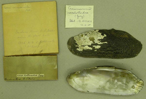specimen