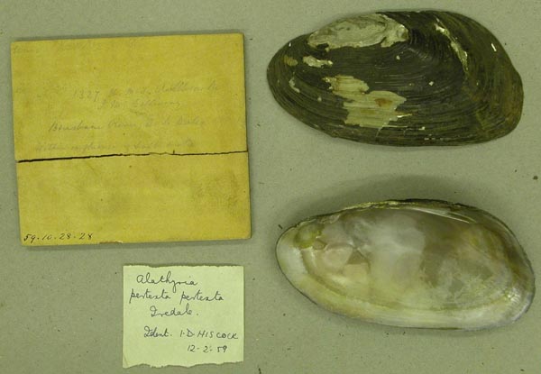 specimen
