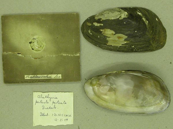 specimen