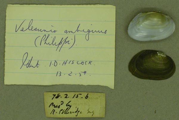 specimen