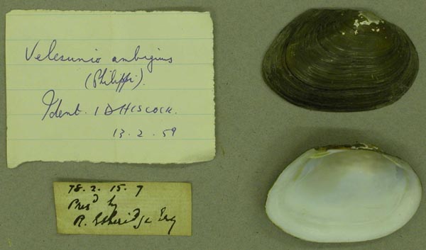 specimen
