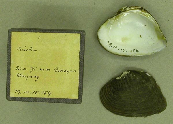 specimen
