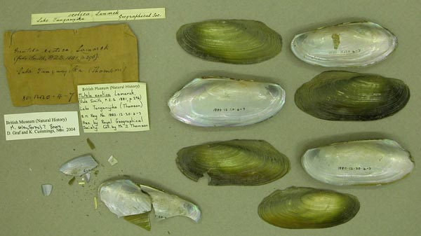 specimen