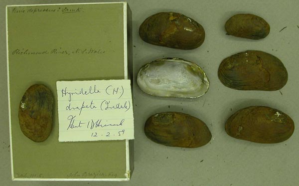 specimen