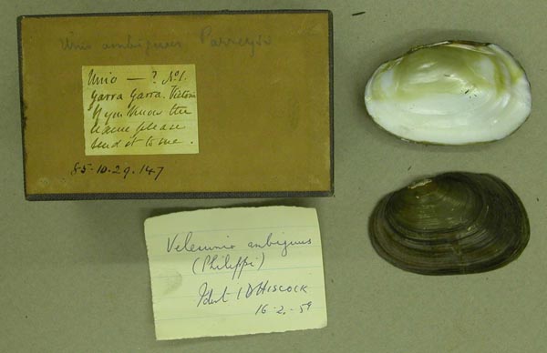 specimen