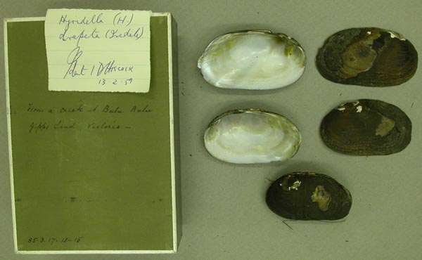 specimen