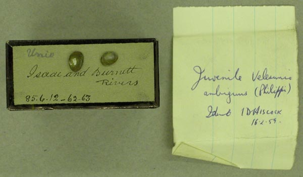specimen