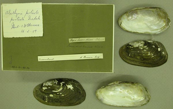 specimen