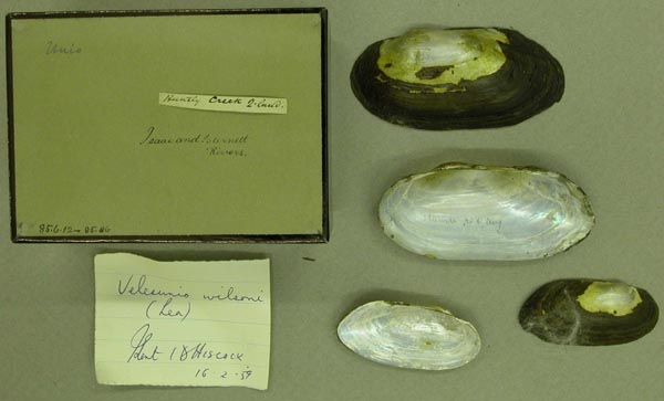 specimen