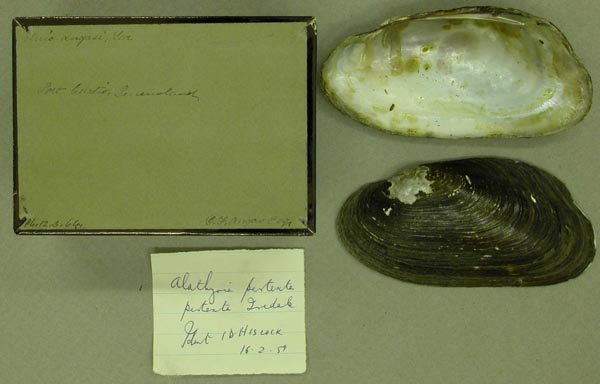 specimen