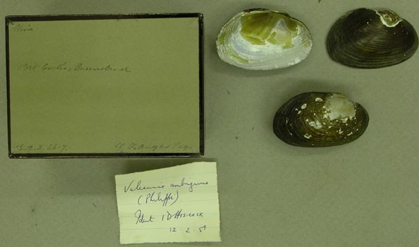 specimen