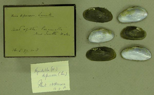 specimen