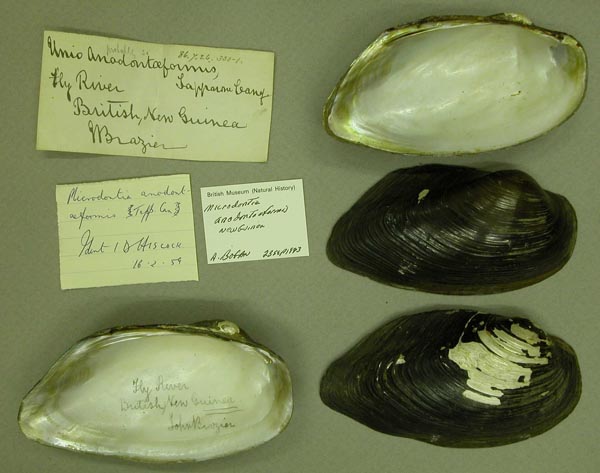 specimen
