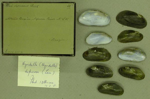 specimen