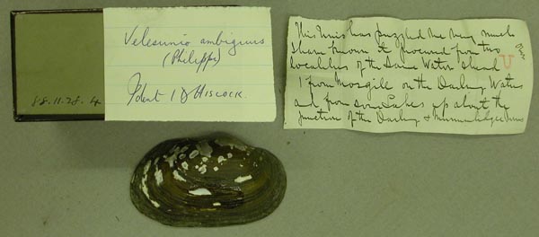 specimen
