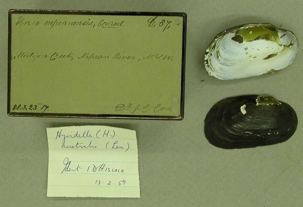 specimen