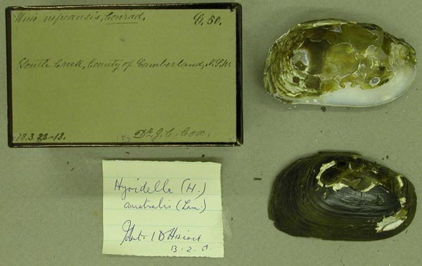 specimen