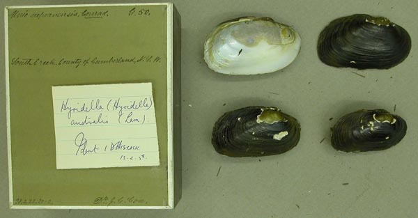 specimen