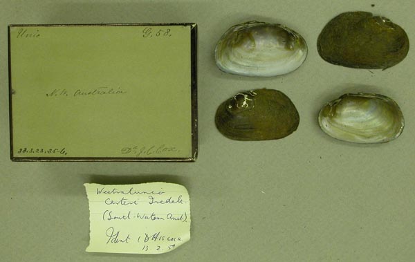 specimen