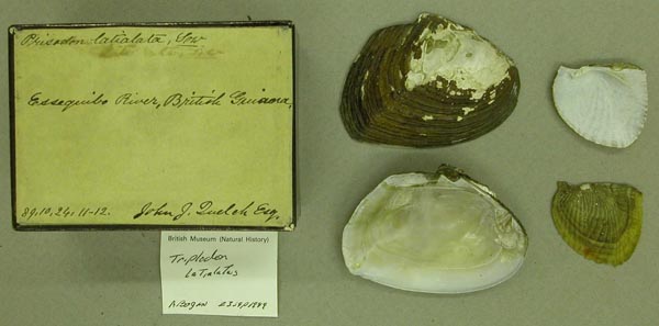 specimen