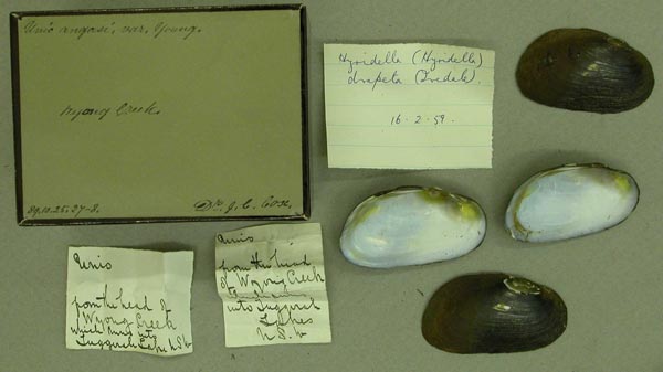 specimen