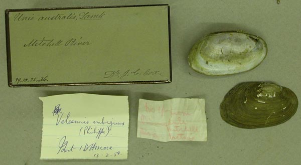 specimen