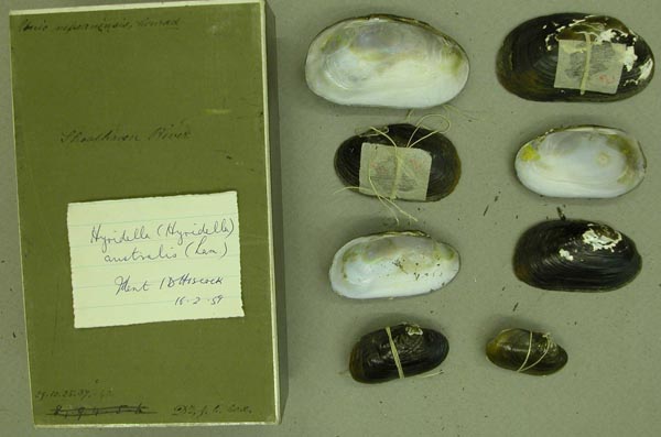 specimen