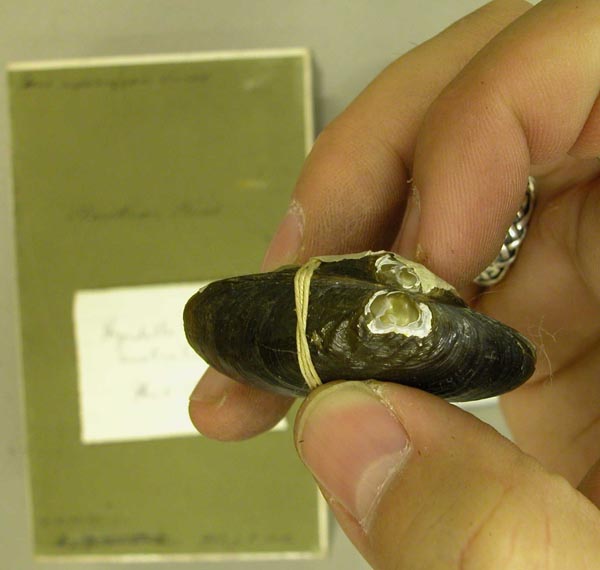 specimen