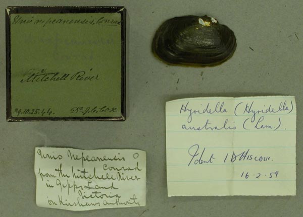 specimen
