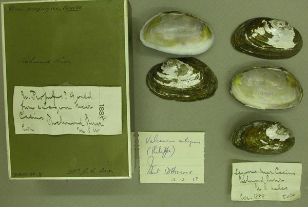 specimen
