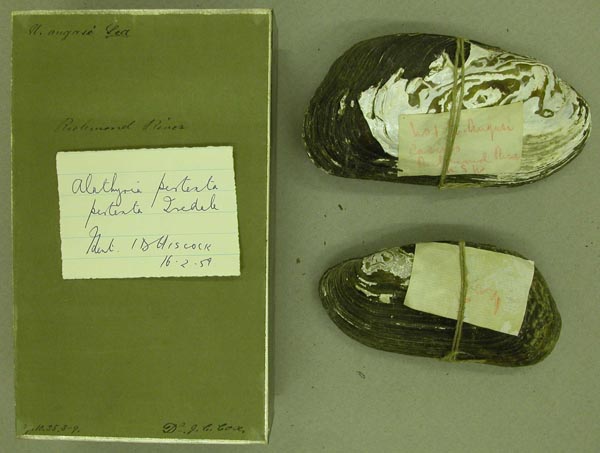 specimen
