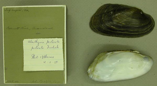specimen