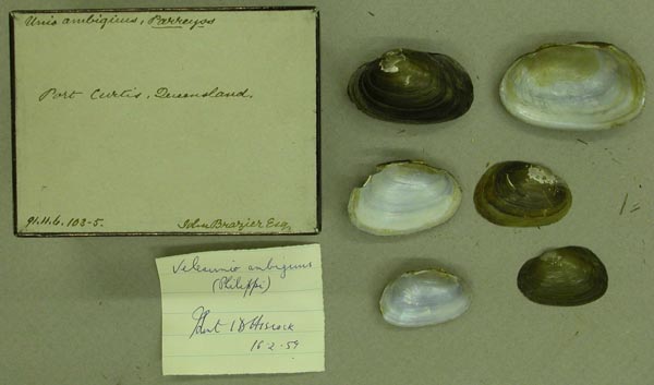 specimen