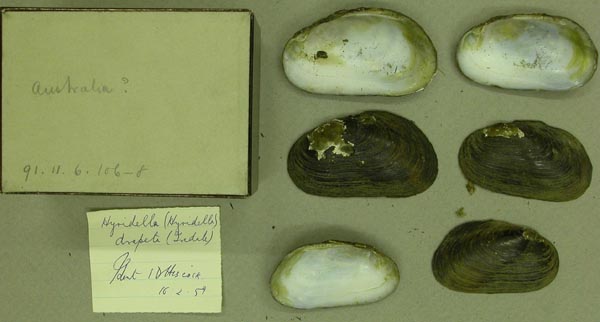 specimen