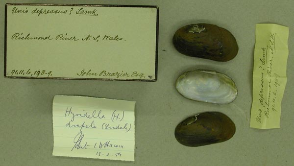 specimen