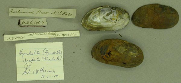 specimen