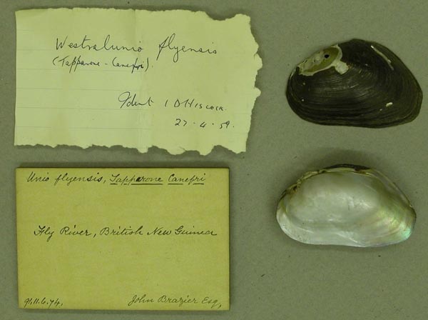 specimen