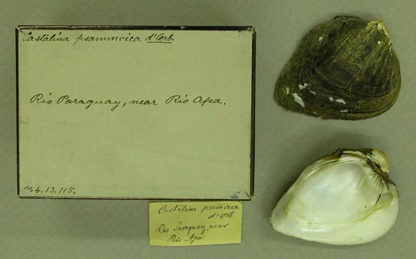 specimen