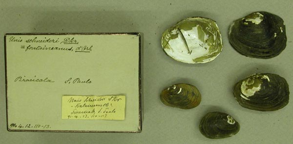 specimen