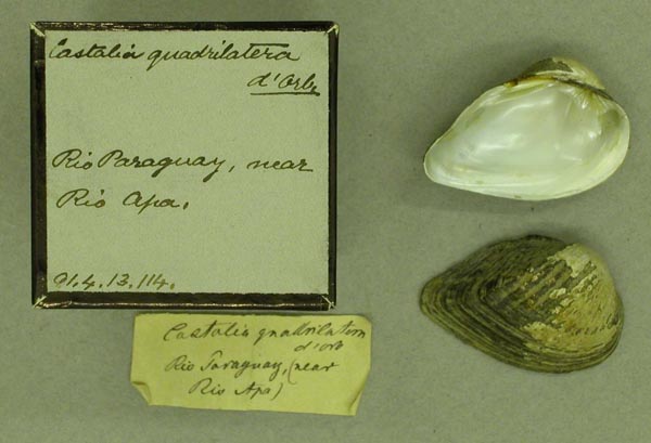 specimen