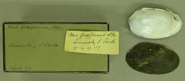 specimen