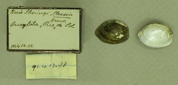 specimen